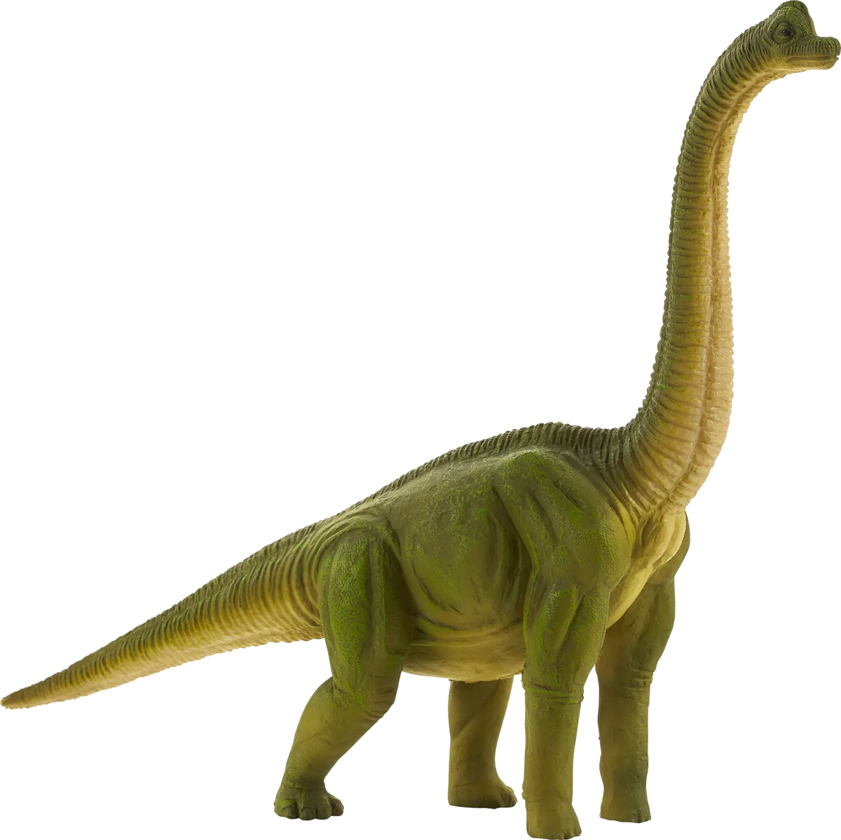 Mojo Brachiosaurus - billede 1