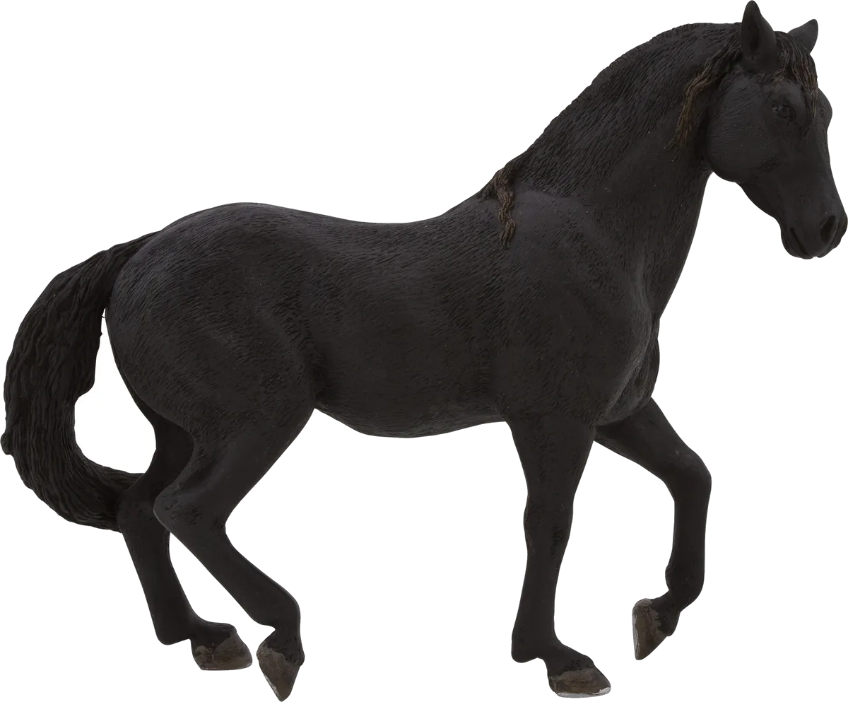 Mojo Andalusisk Hingst, Sort - billede 1
