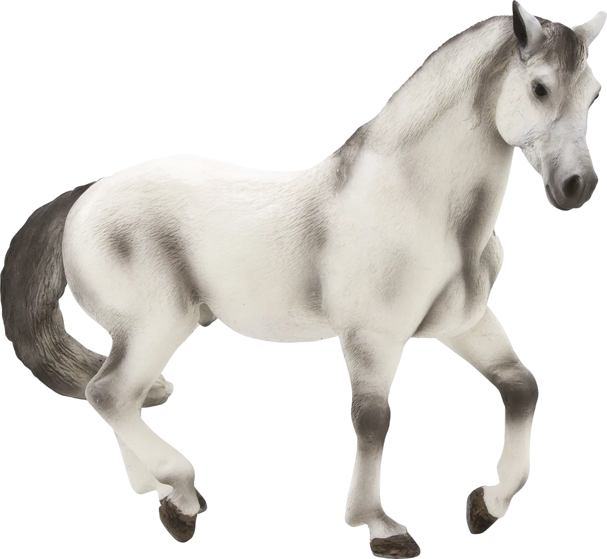Mojo Andalusisk Hingst, Grå - billede 1
