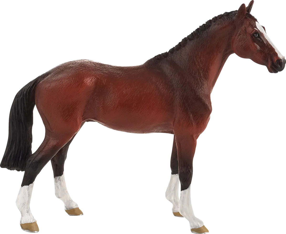 Mojo Hollandsk Varmblods Hest - billede 1