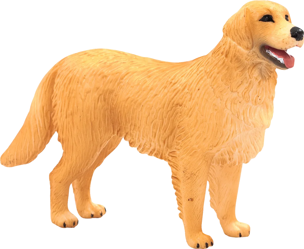 Mojo Golden Retriever hund - billede 1