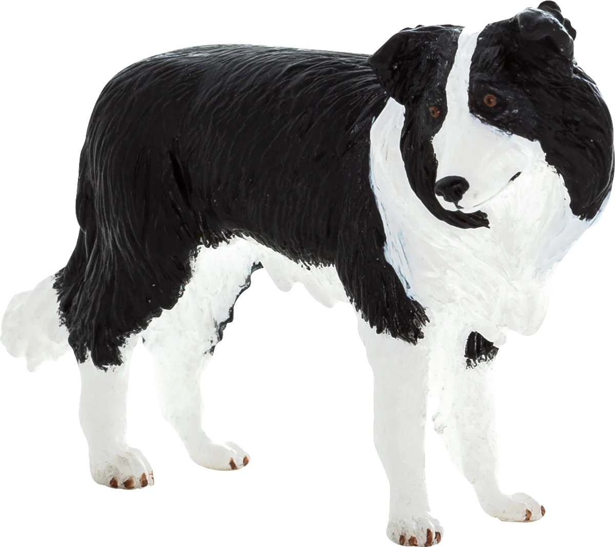 Mojo Border Collie hund - billede 1