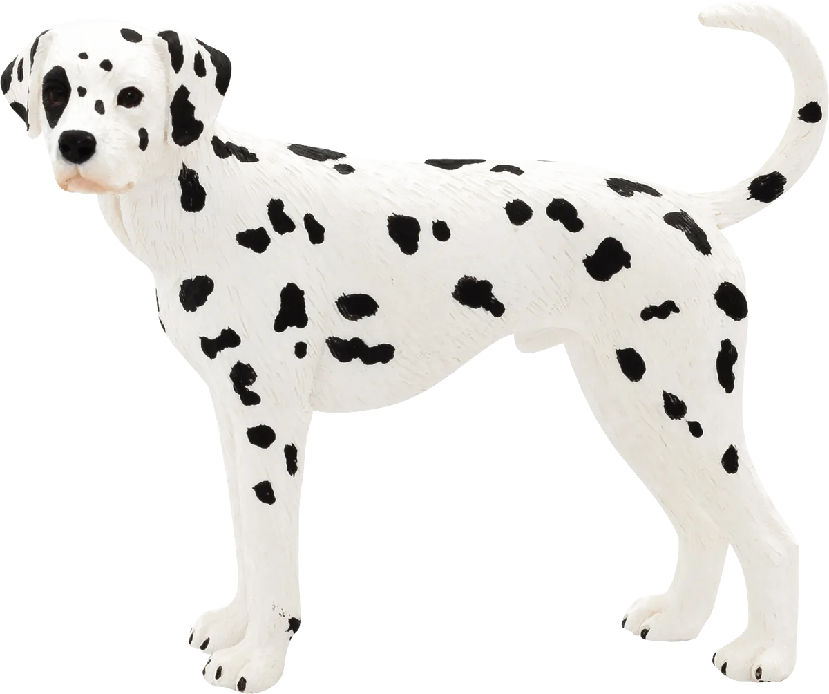 Mojo Dalmatiner hund - billede 1
