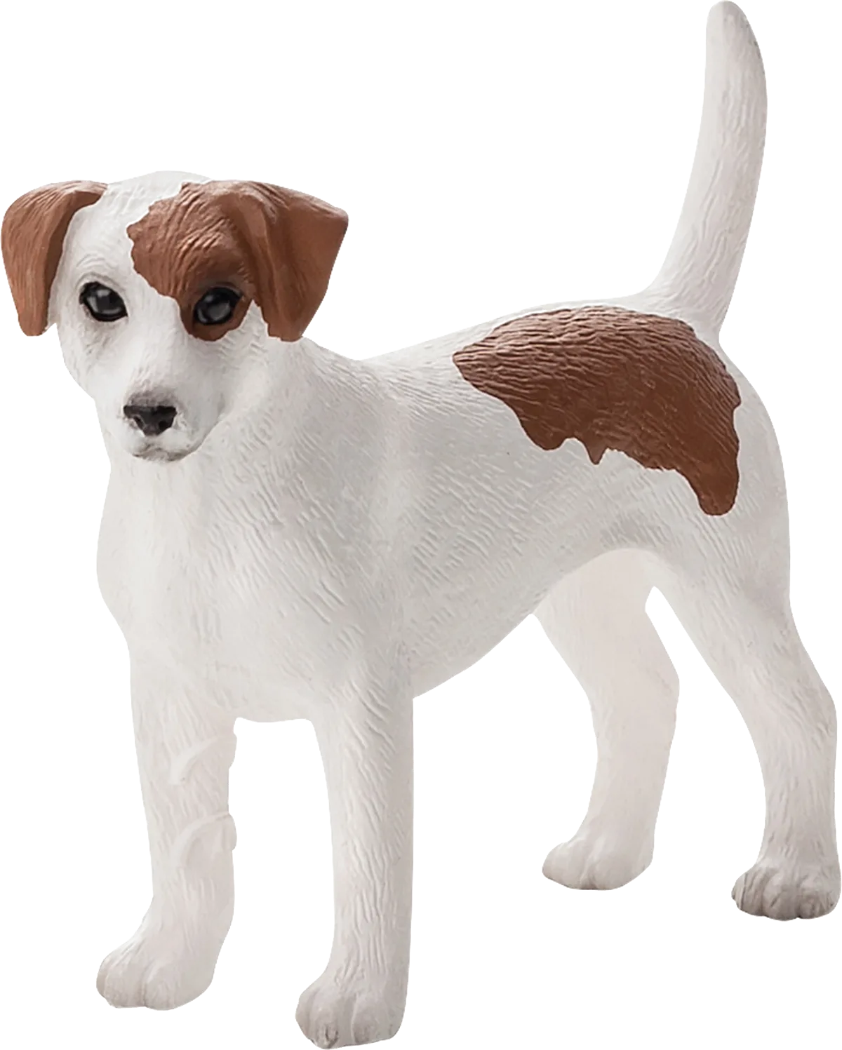 Mojo Jack Russell Terrier - billede 1