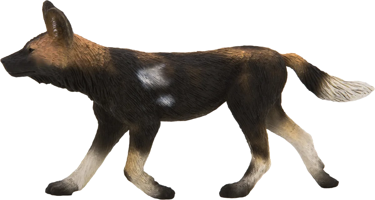 Mojo Afrikansk Jagthund - billede 1