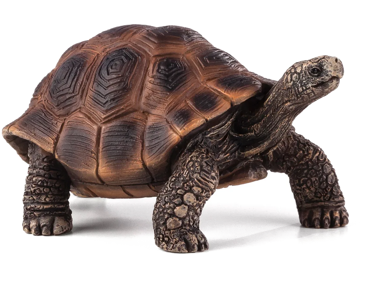 Mojo Kæmpe Skildpadde - billede 1
