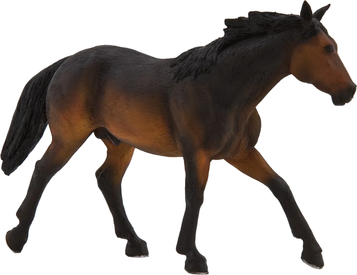 Mojo Buckskin Hest, Sooty Bay - billede 1