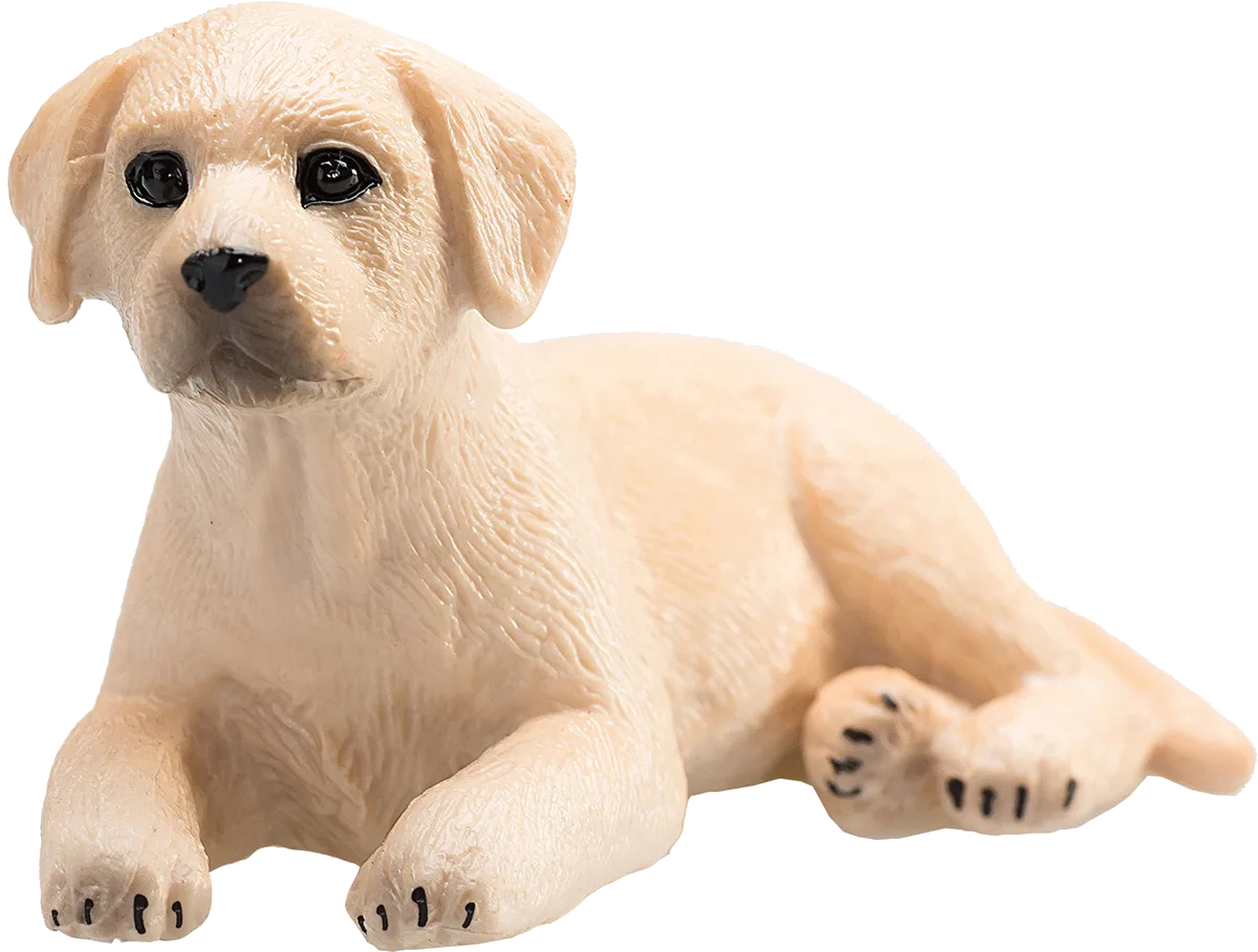 Mojo Labrador hundehvalp - billede 1
