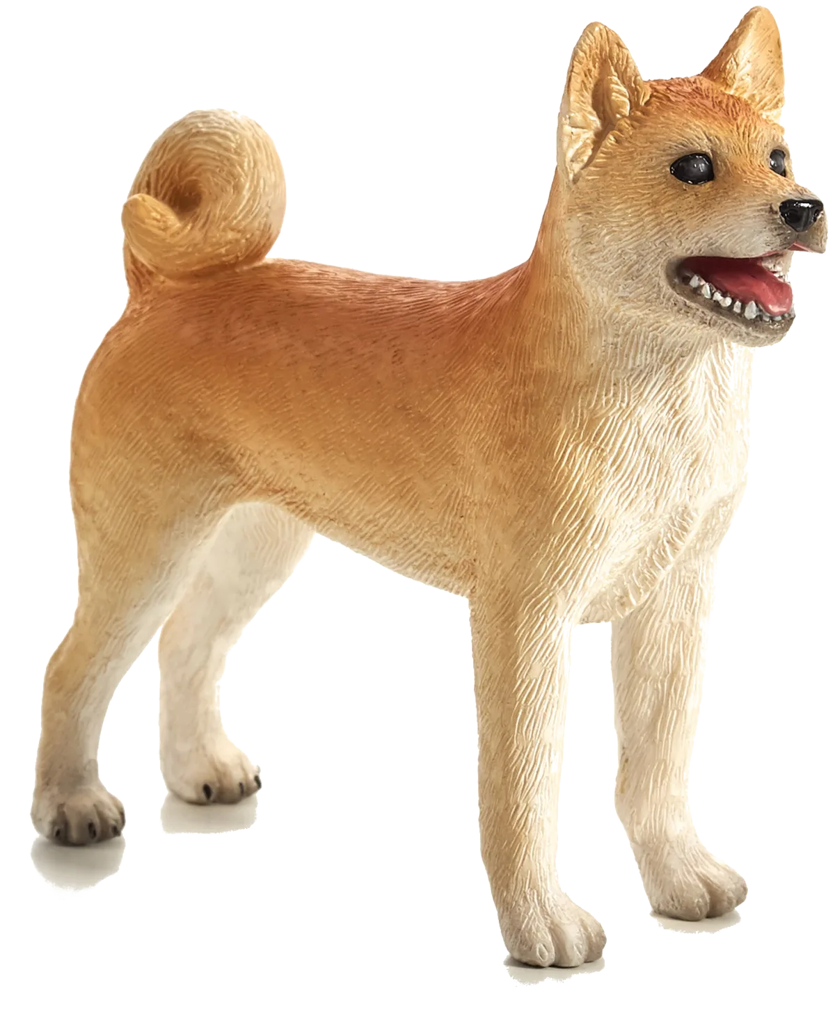 Mojo Shiba hund - billede 1