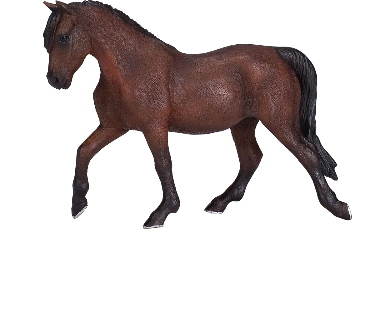 Mojo Morgan Hingst, Brun - billede 1